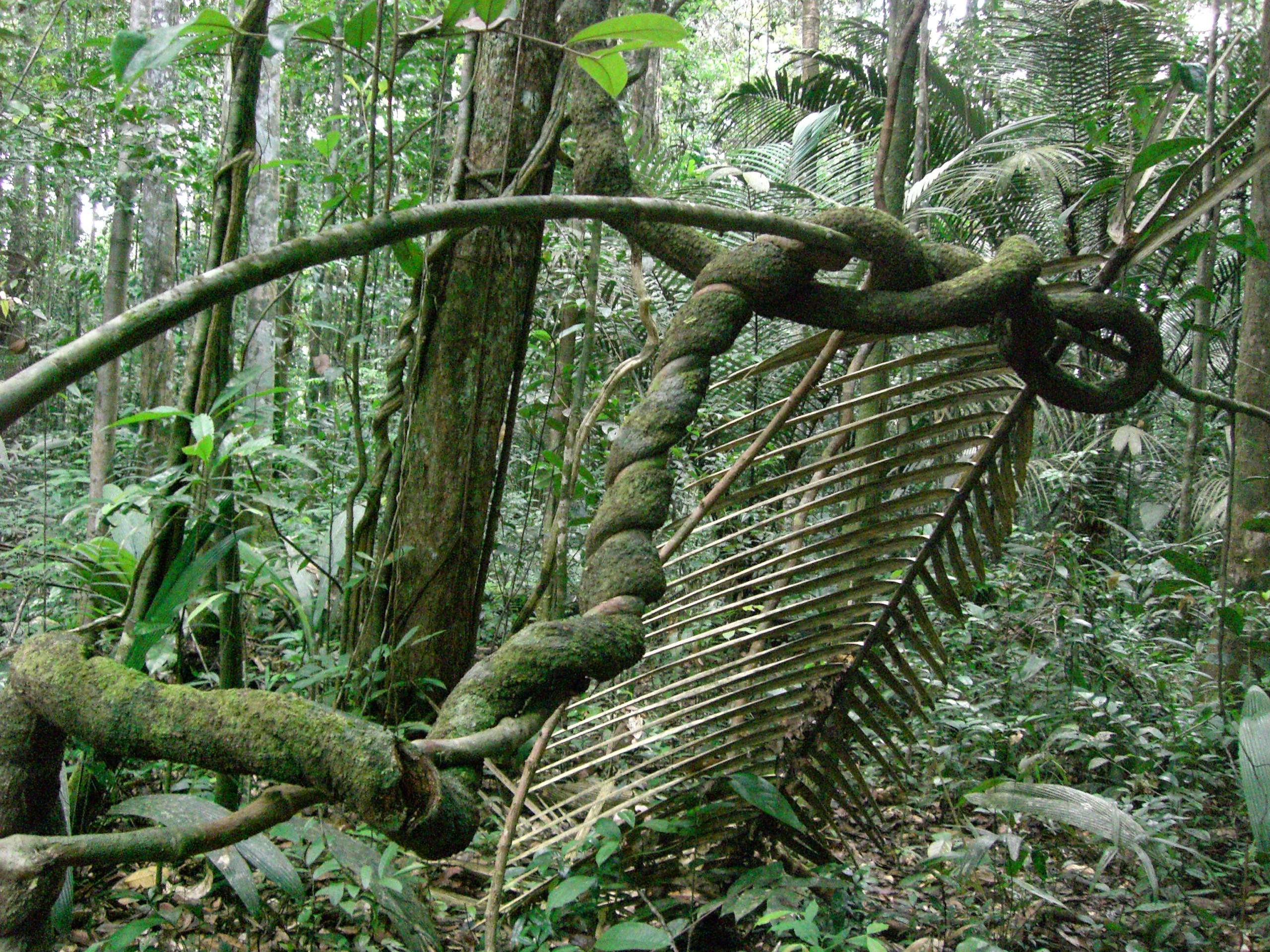 Arbres enlacés en guyanne