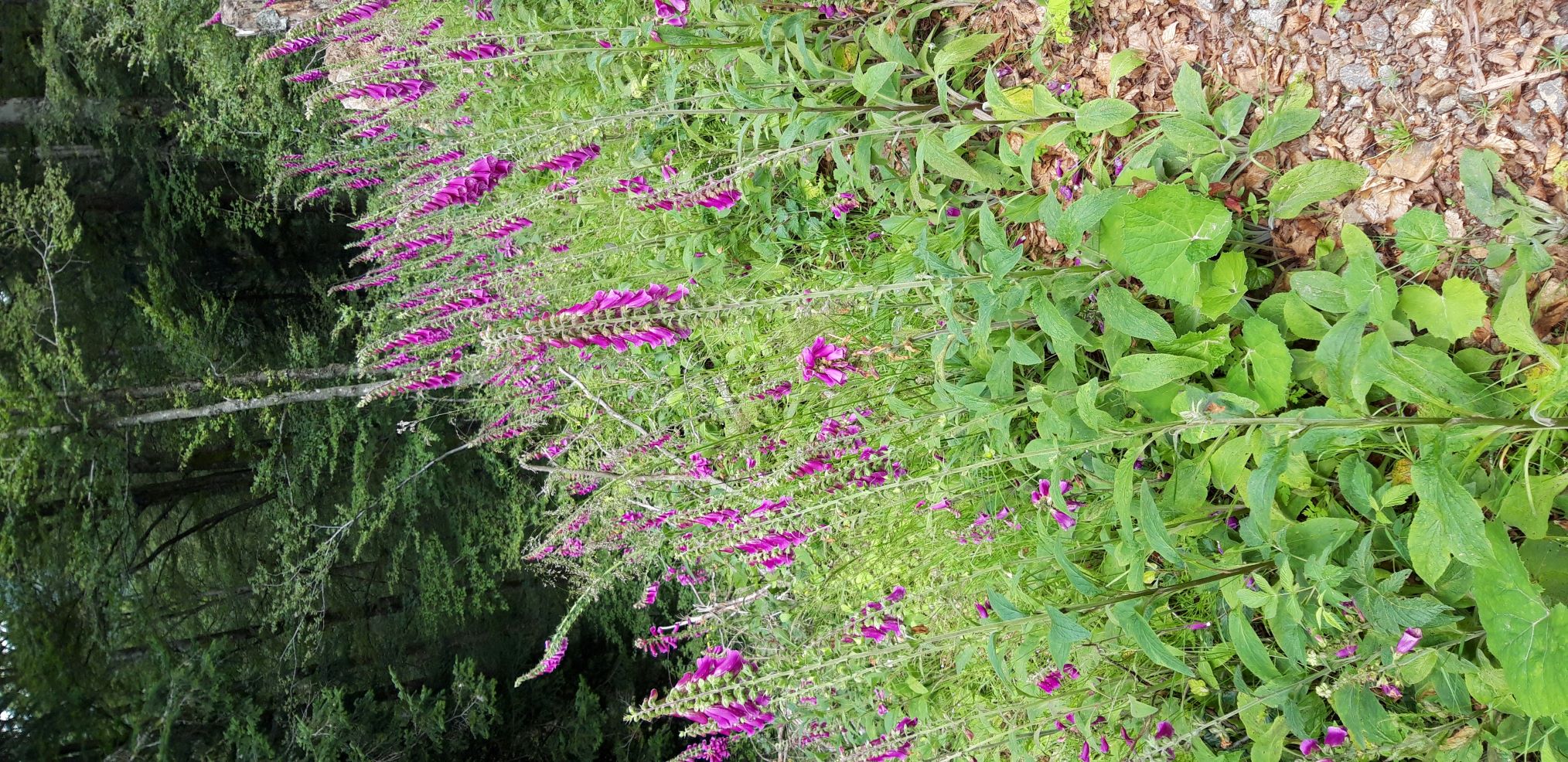 Digitalis pururea