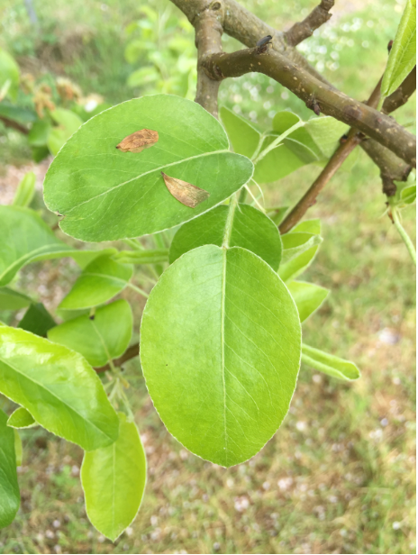 Arbre genre Pyrus feuille
