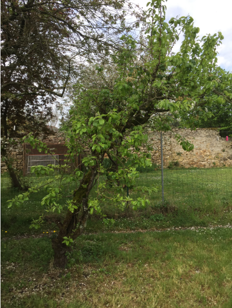 Arbre genre Pyrus