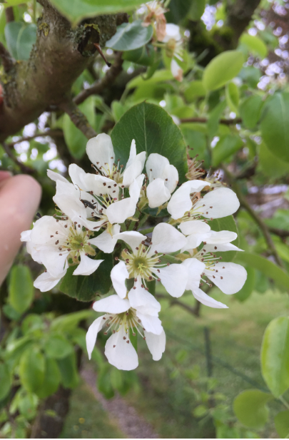 Arbre genre Pyrus fleurs