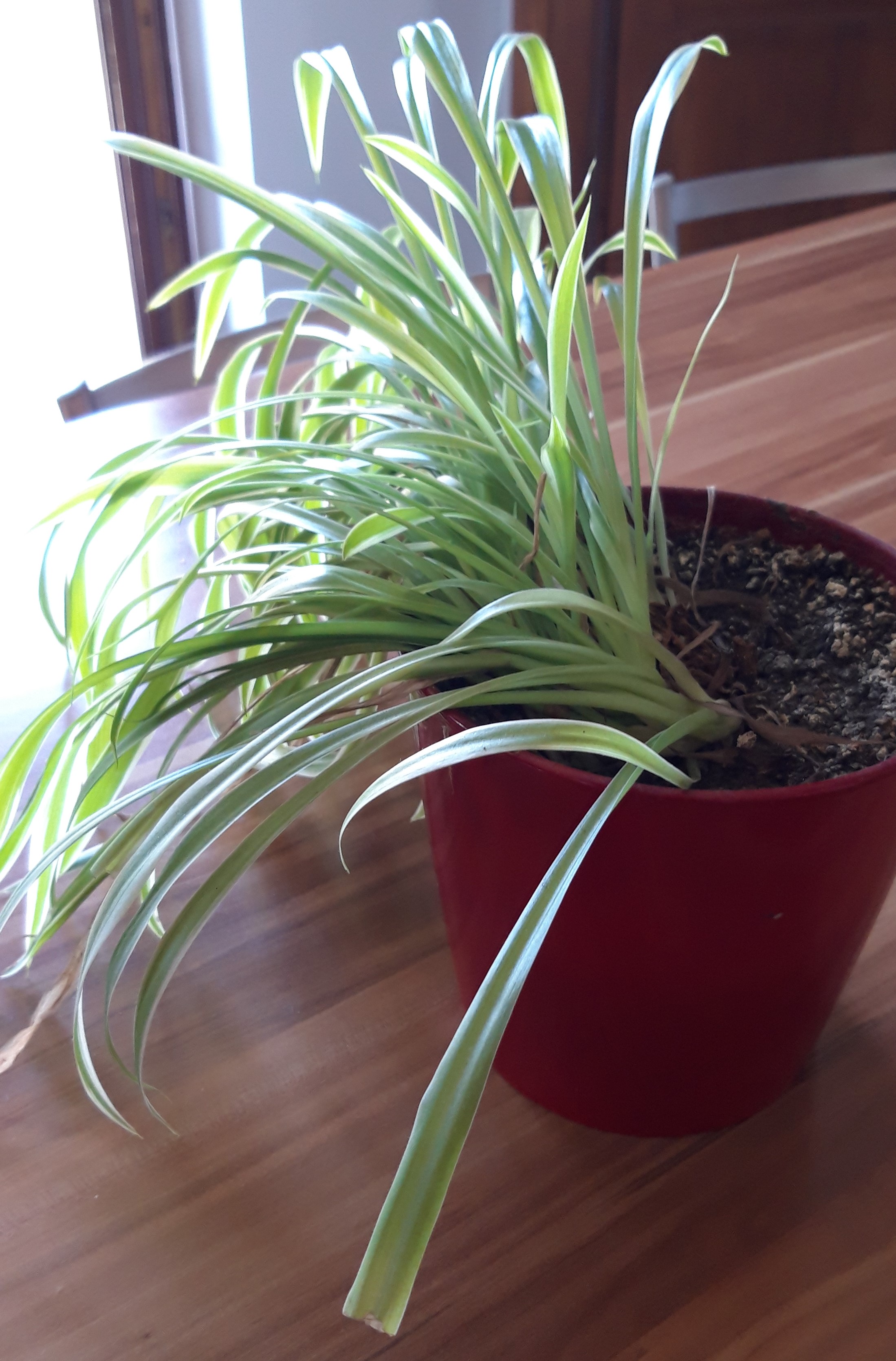 plante d'appartement