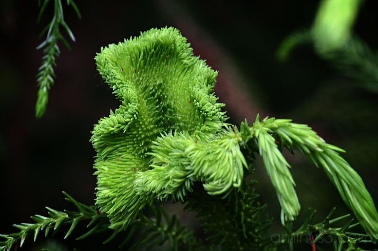 cryptomeria japonica cristata
