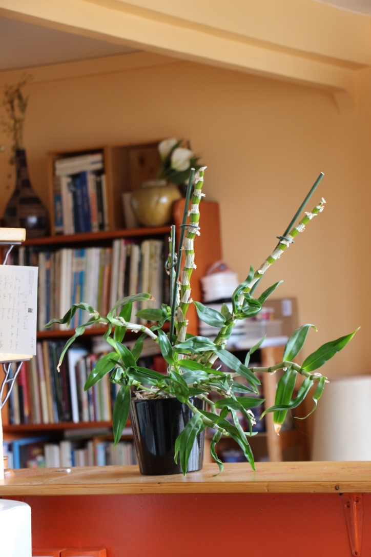 cannes et feuille du Bambou Nobile