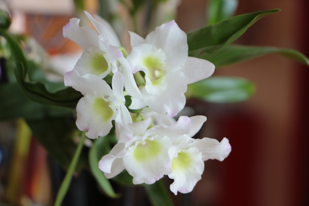 fleurs du bambou mobile