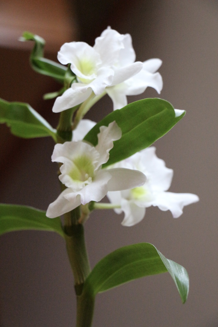 fleurs du dendrobium nobil où on distingue les sépales