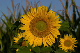 tournesol