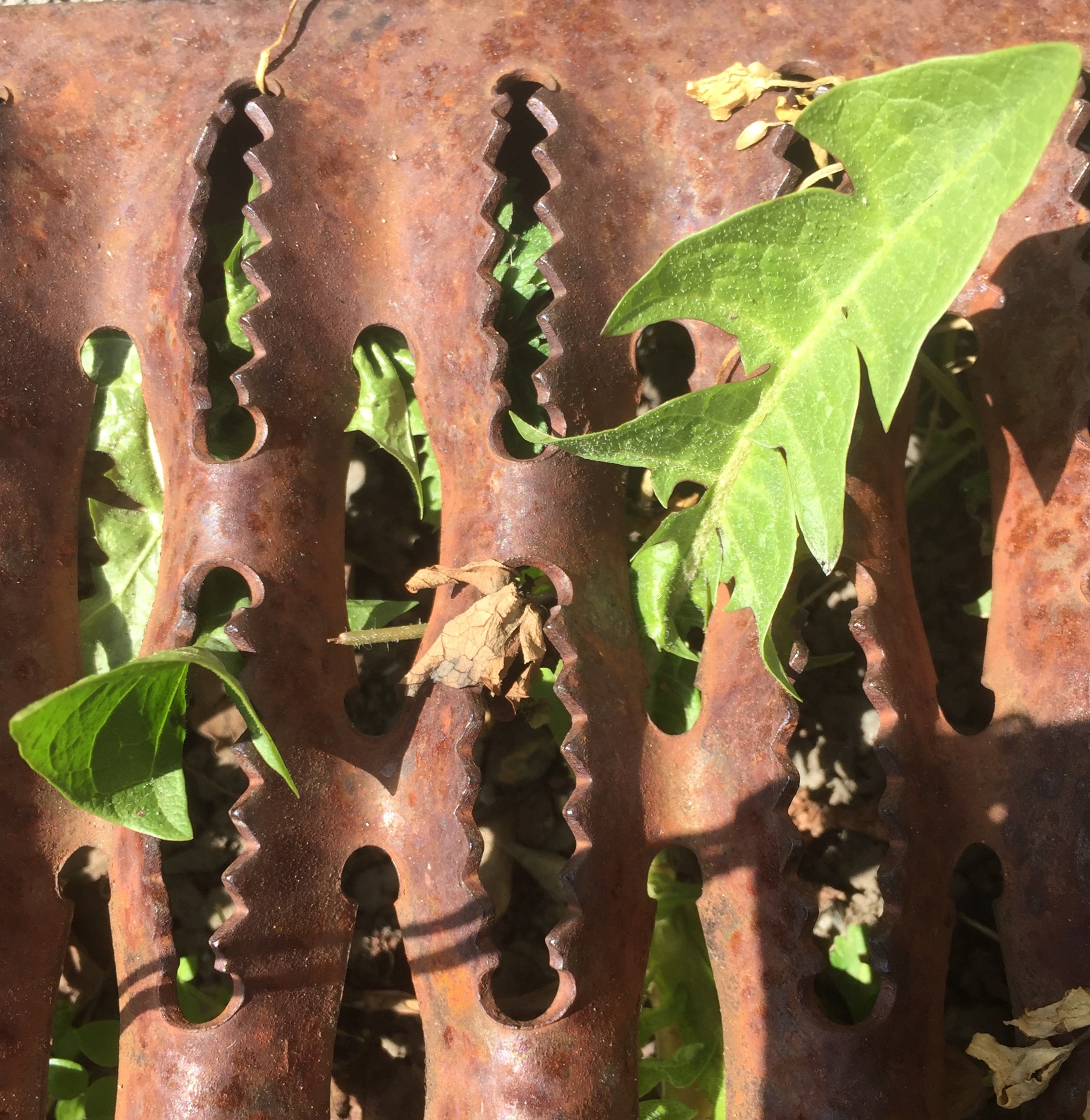 Pissenlit au travers d'un paillasson