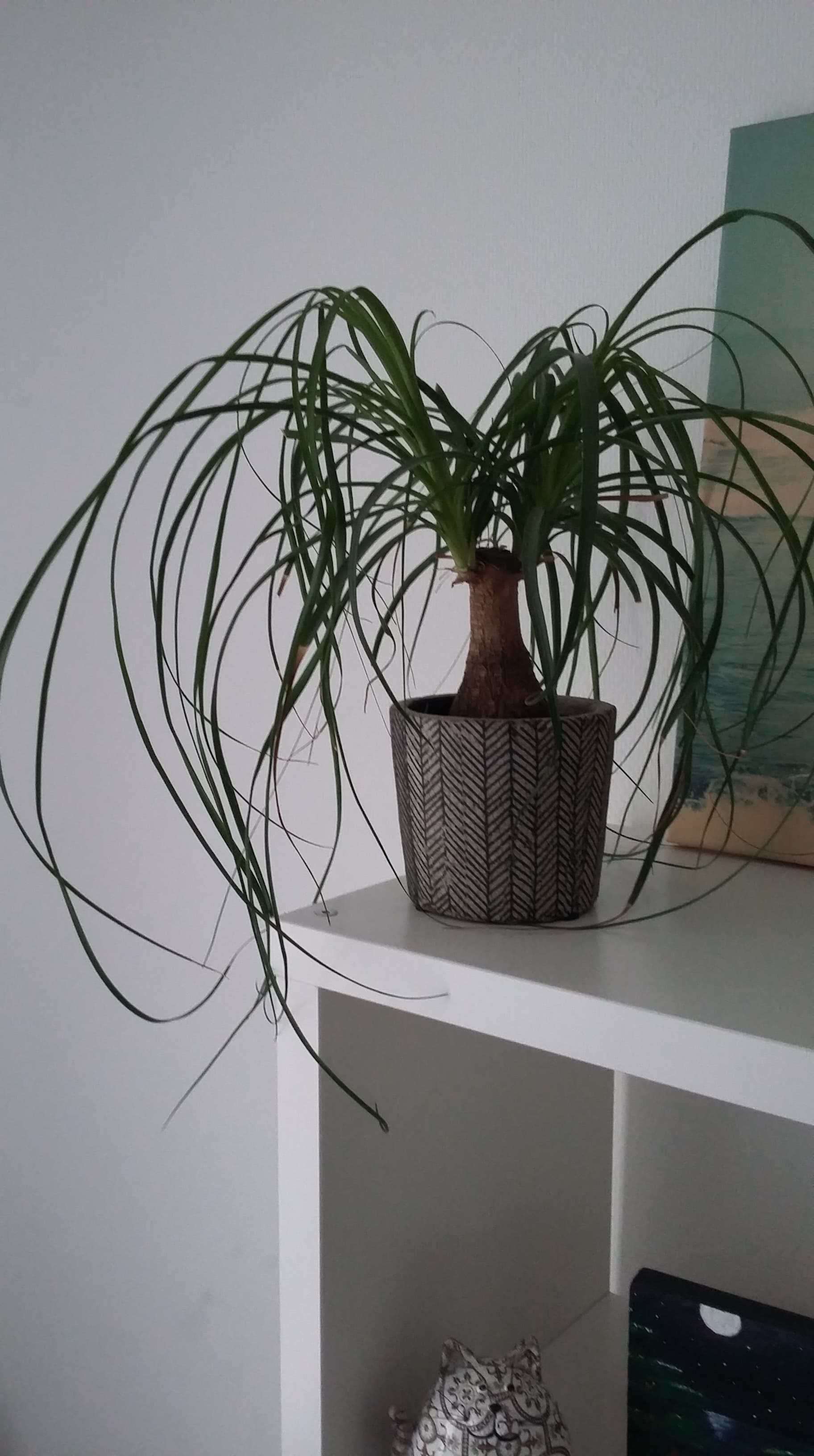 Beaucarnea recurvata