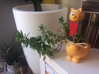 Plante grasse suit lumière