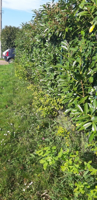 PETITS CHENES TOURNES VERS LA LUMIERE