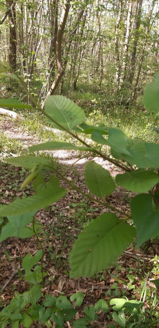 PLANTE GRIMPANTE SUR UN PETIT CHATAIGNIER