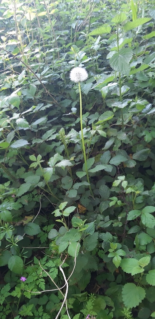 un pissenlit émerge de ronces