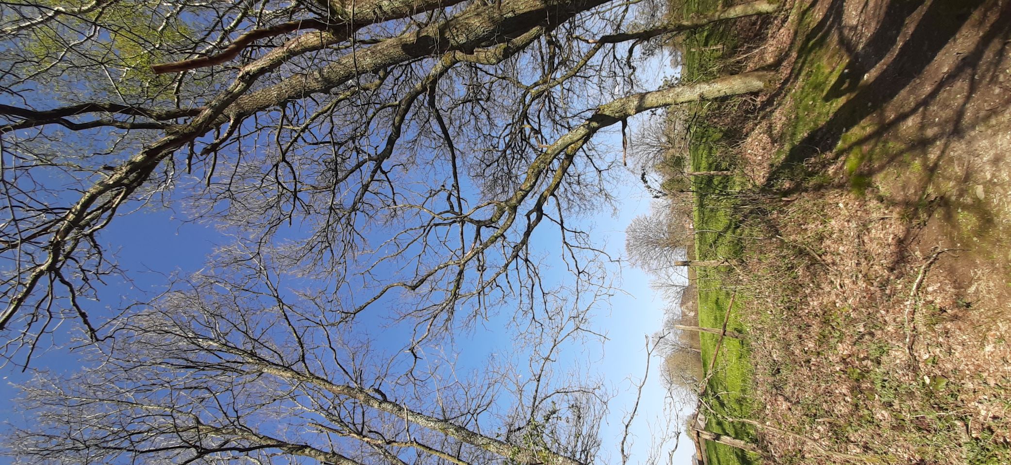arbre cherche lumière