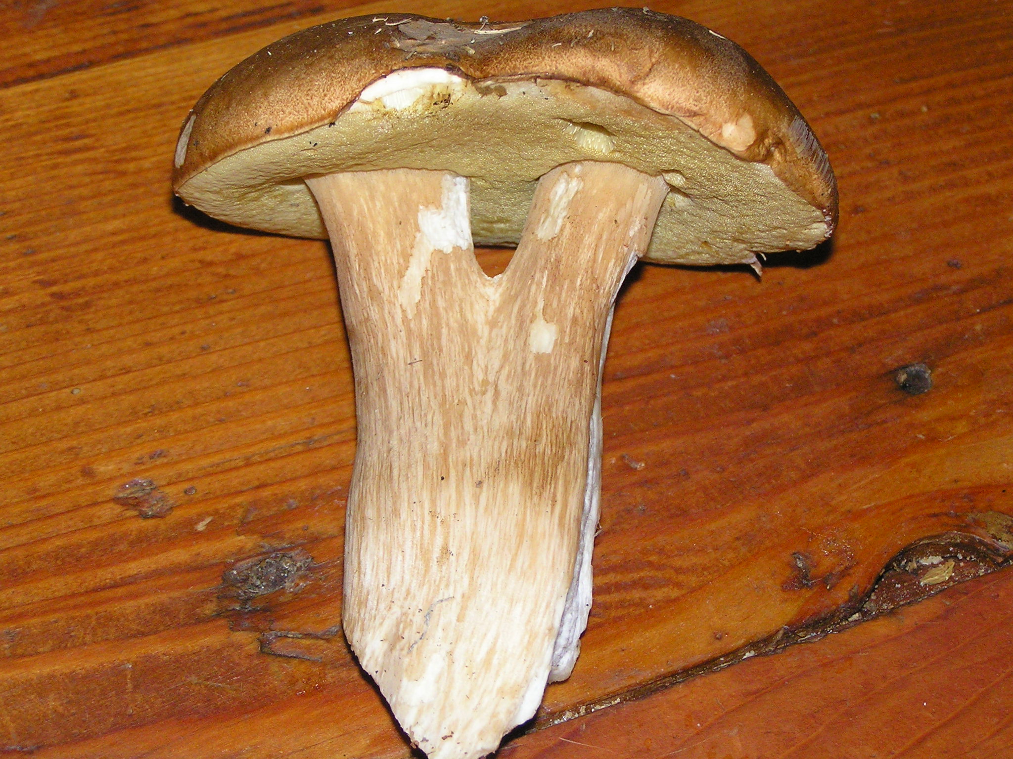 deux jeunes cèpes soudés par leur chapeau