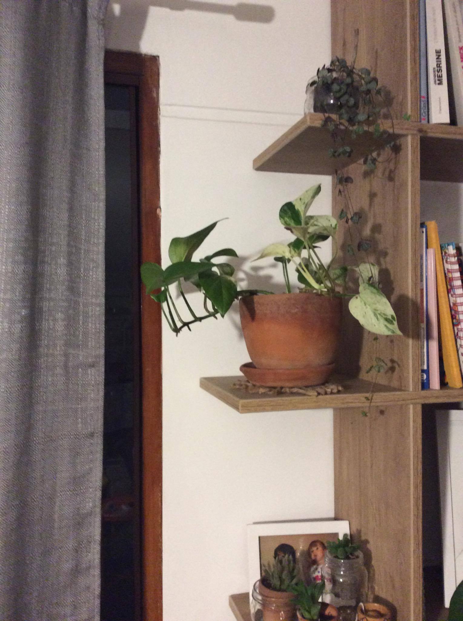 POTHOS DONT BRANCHE POUSSE EN DIRECTION DE LA FENETRE/LUMIERE