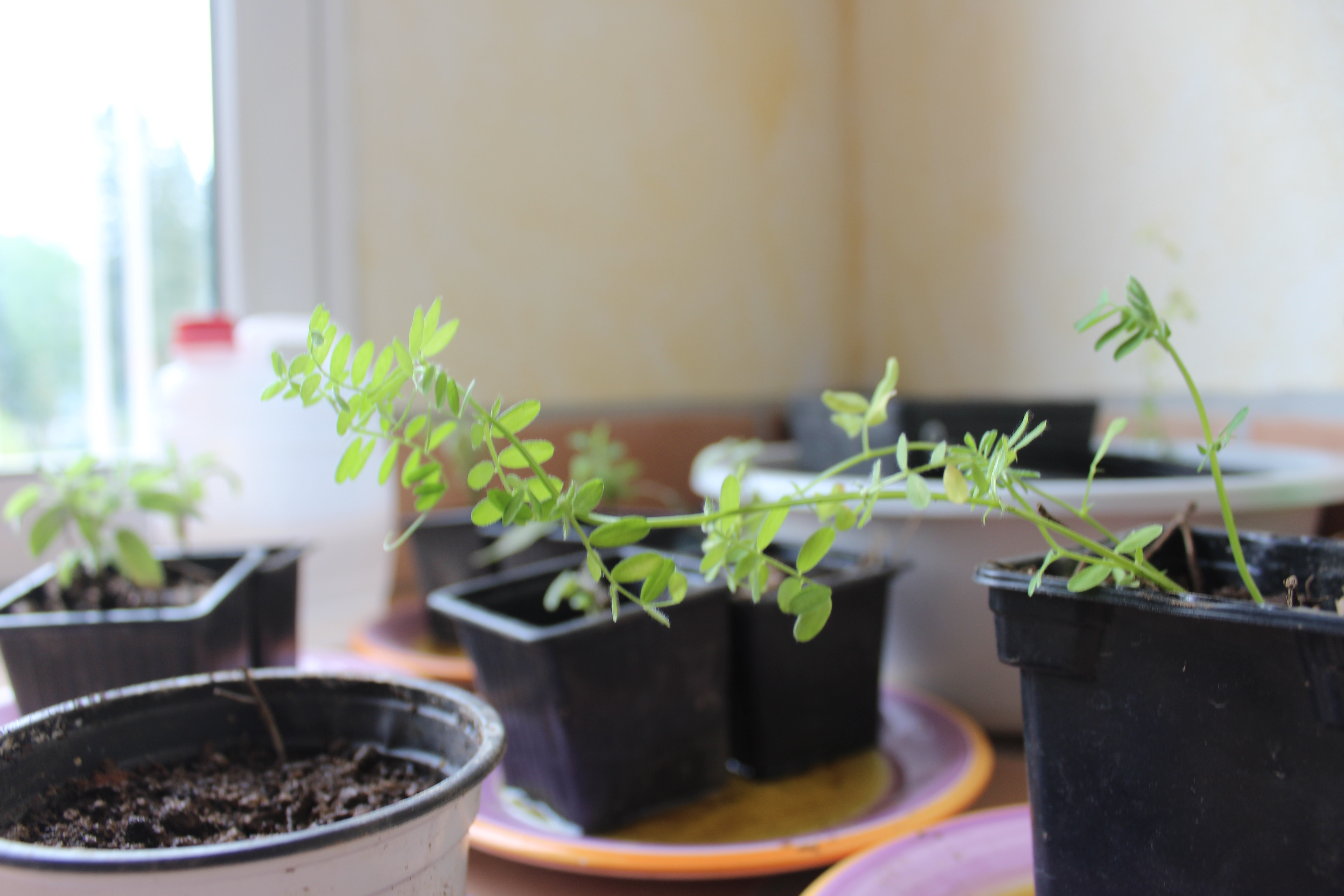 plante de lentille cherchant la lumiere