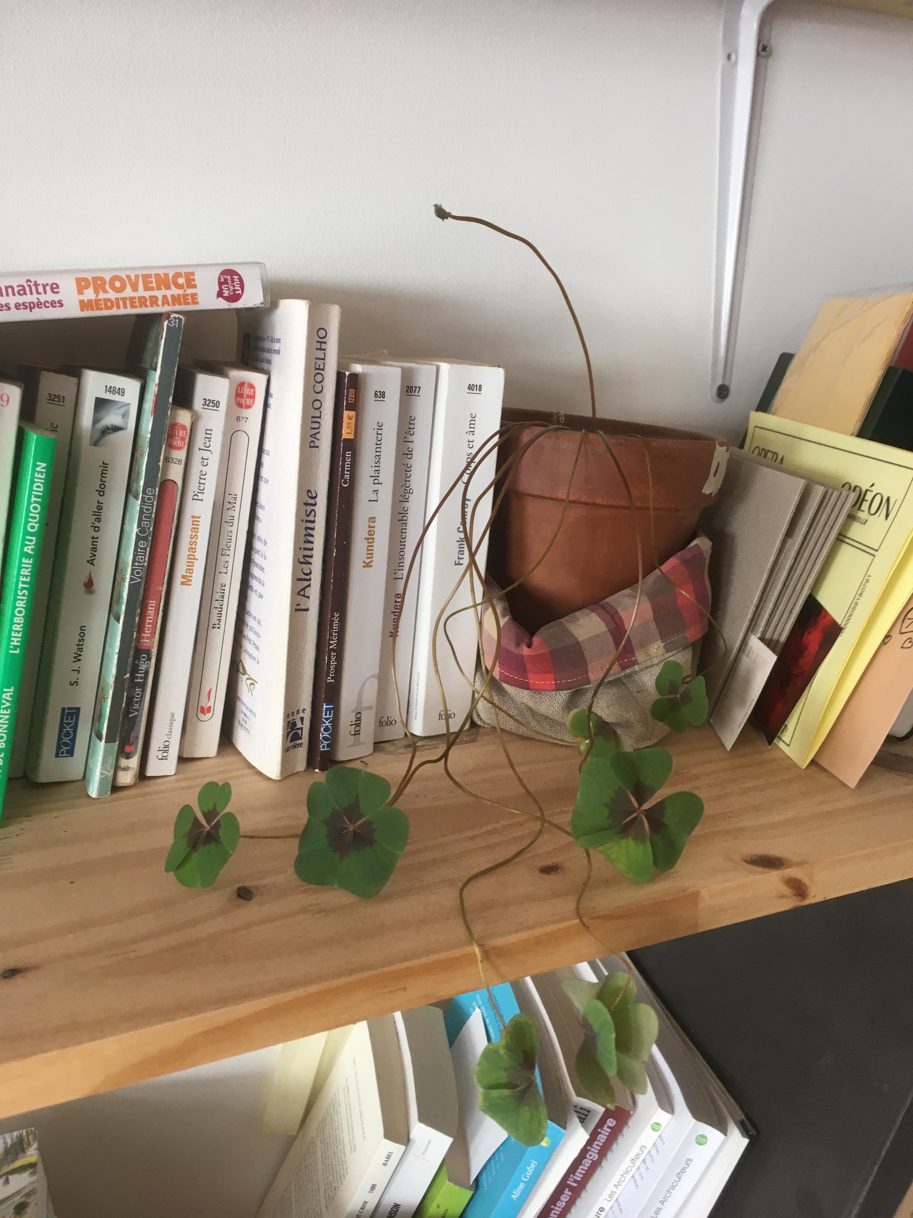 image de trèfles d'interieur