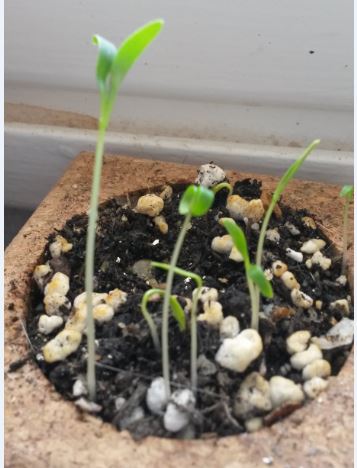 Pousses de coriandre