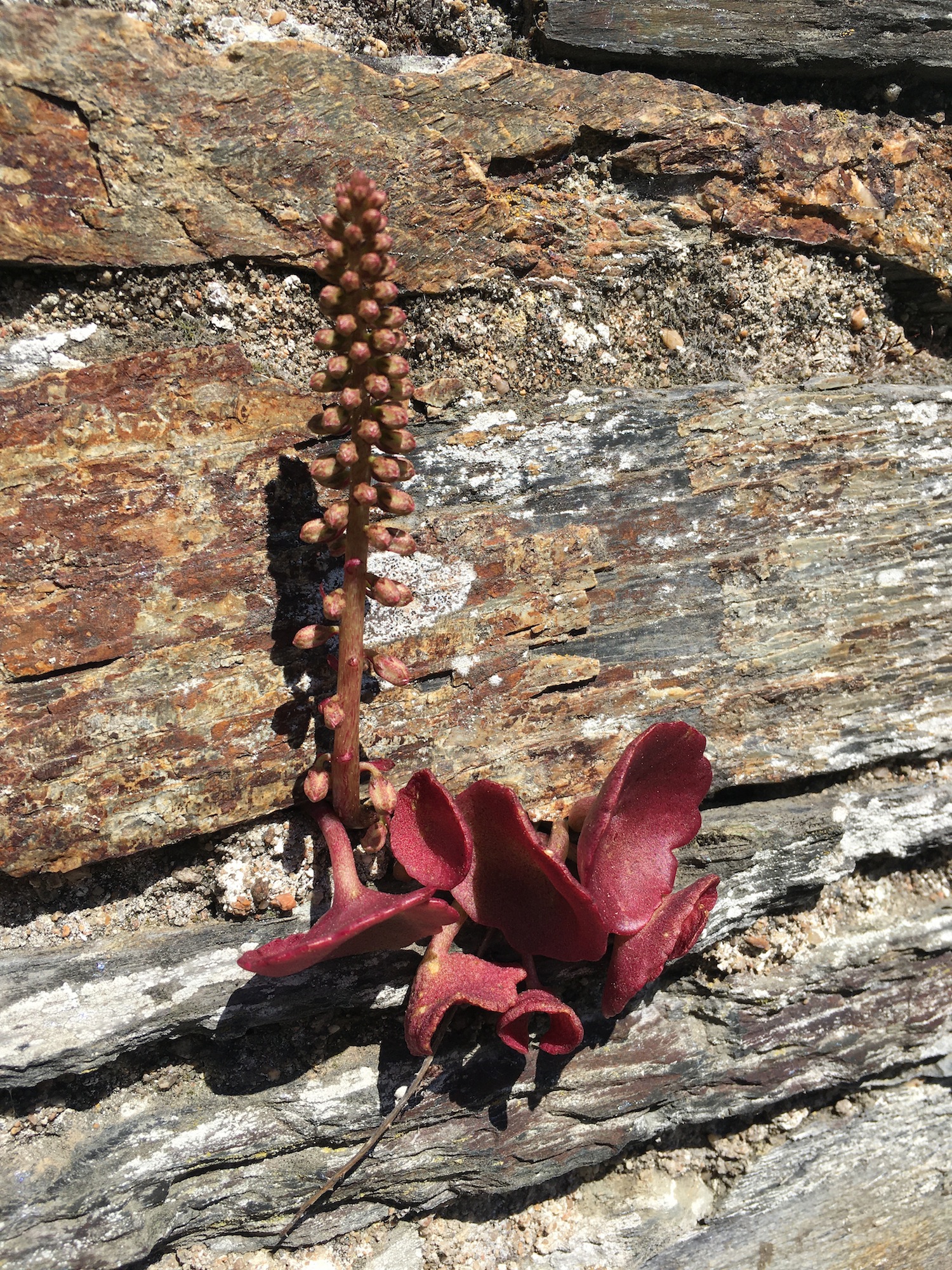 plante poussant entre les pierres d'un mur, peut-être nombril de vénus