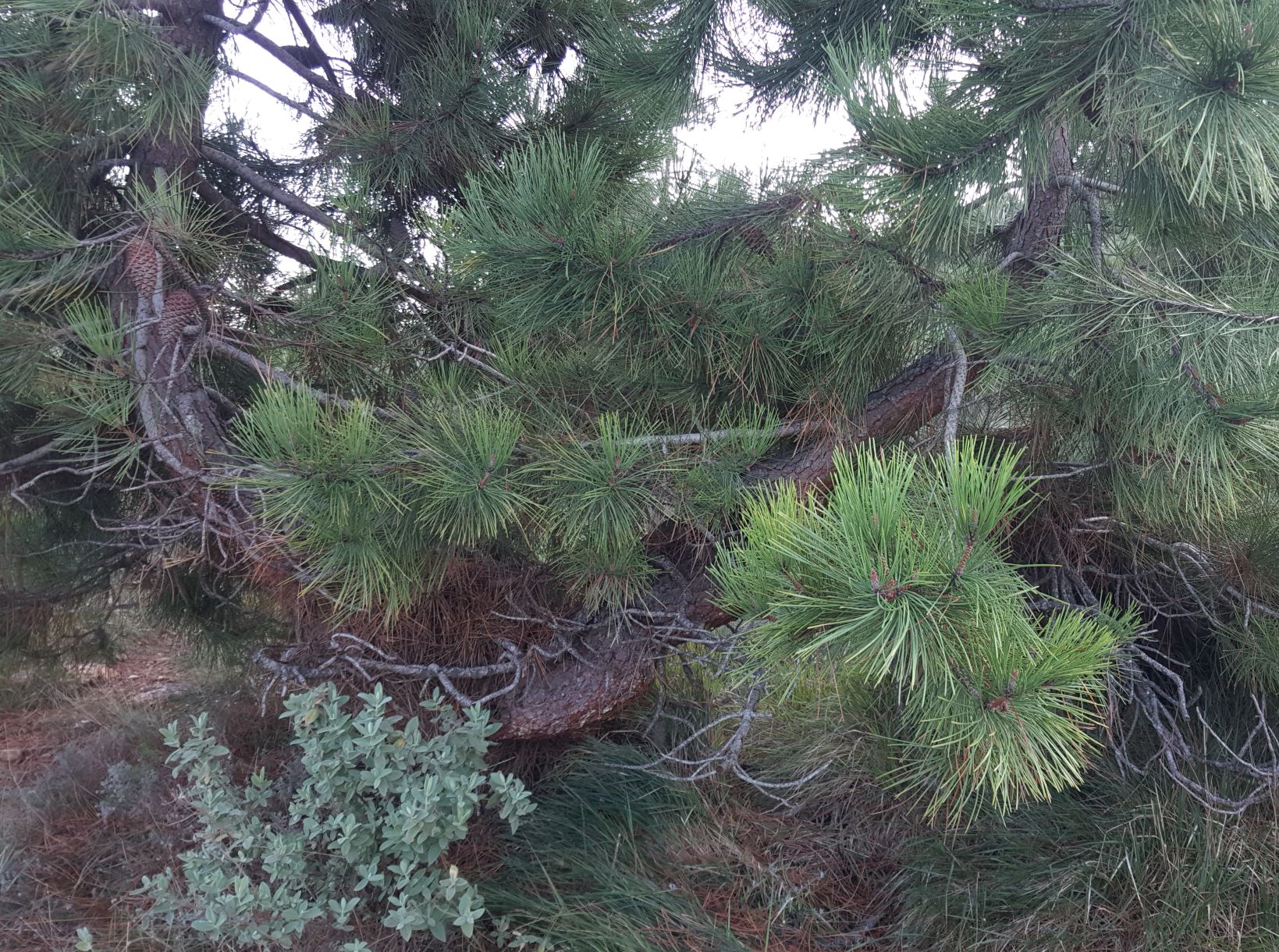 pinus resinosa tronc chandelier AM (06)