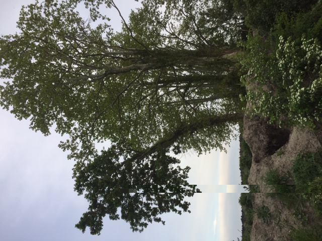 Chêne poussant à l’ombre d’un platane