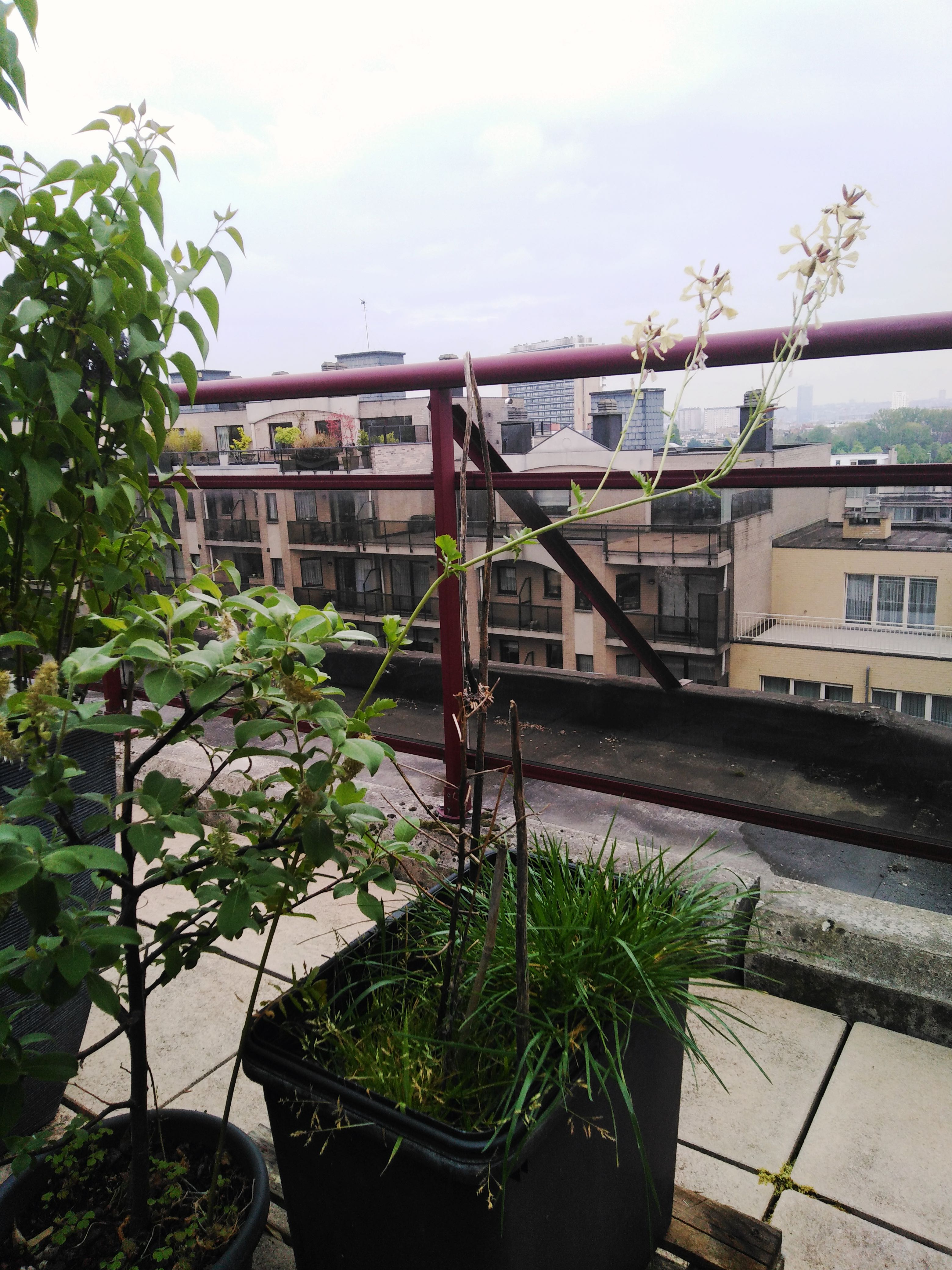 Plant de roquette en fleurs