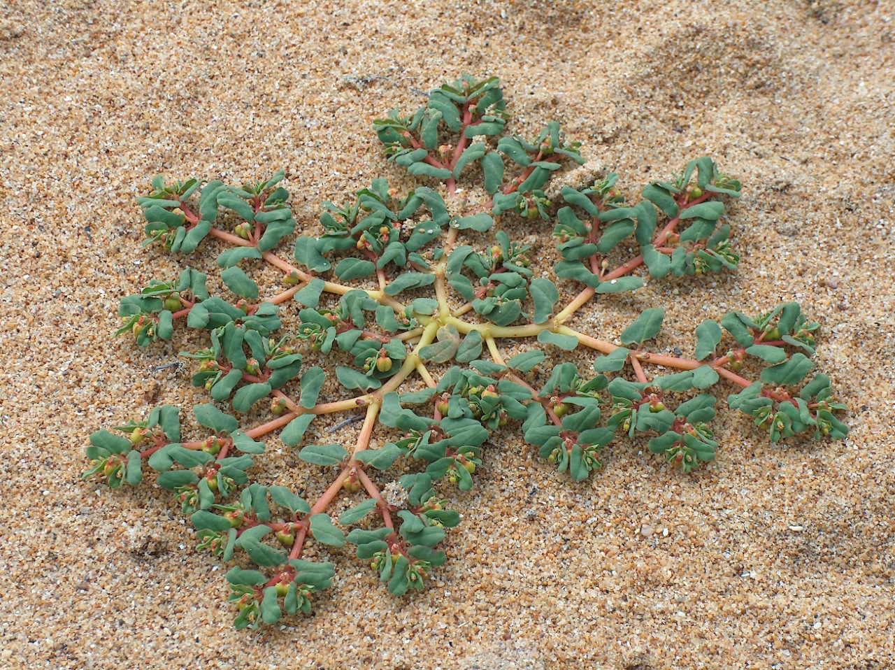 L'Euphorbia peplis