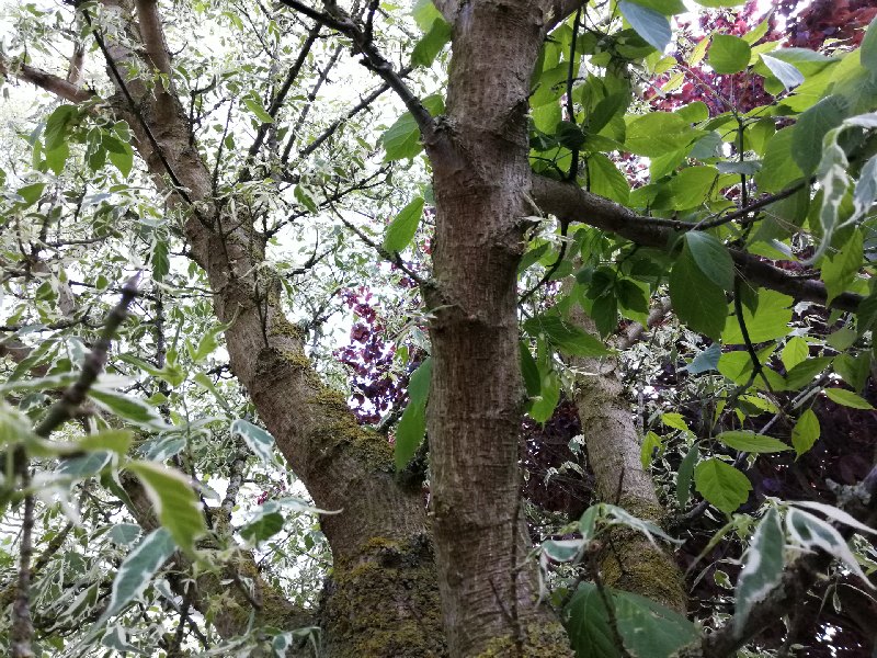 Érable négondo deux branches à feuilles differentes