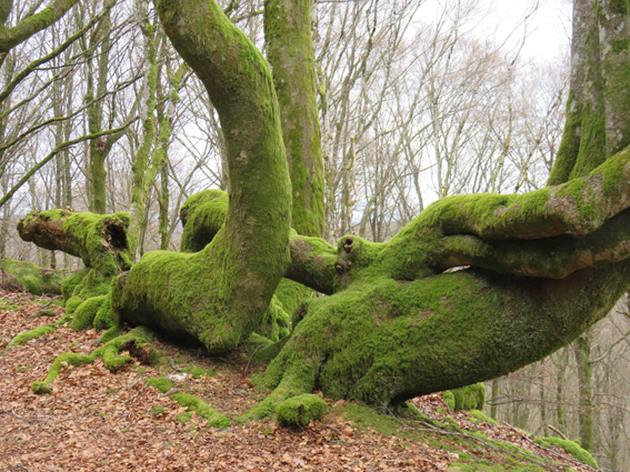 arbres de grande taille aux formes torturées au bord de chemin dans le Morvan