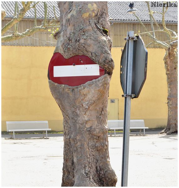 Un platane mange un sens interdit