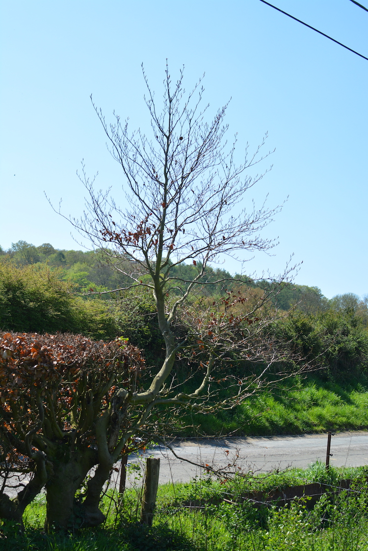 Hêtre de haie à double coudées pour accéder au soleil