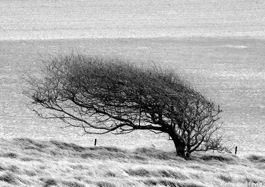 Arbre Cap Blanc-Nez déformé par le vent