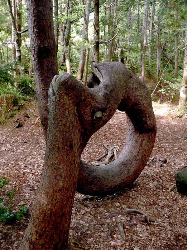 Arbre à la recherche de la lumière