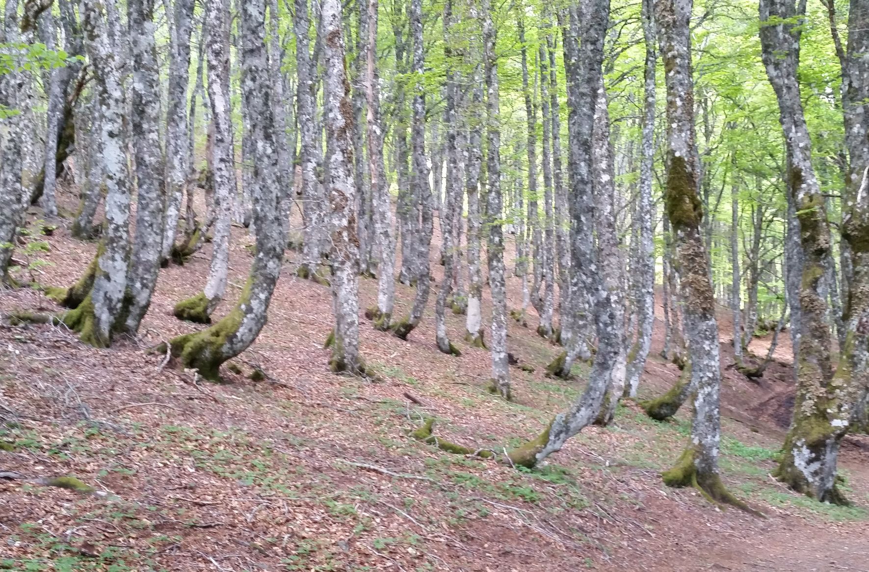 Une hétraie où la base des troncs est incurvée