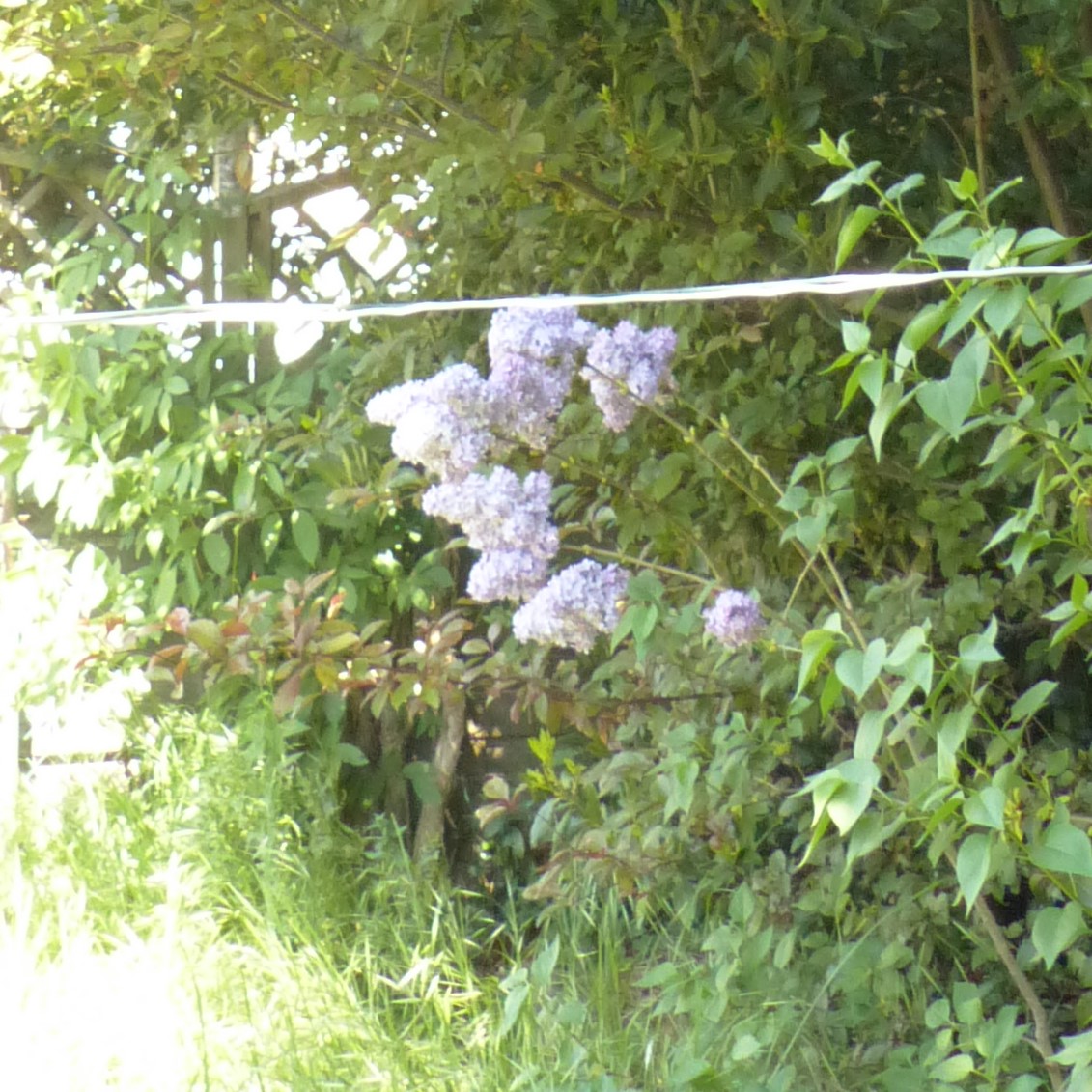 lilas a la trecherche de la lumière