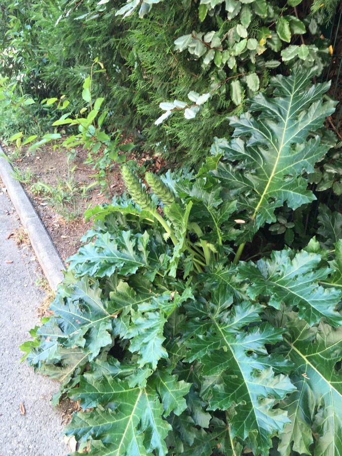 Acanthe au bord de la ruelle