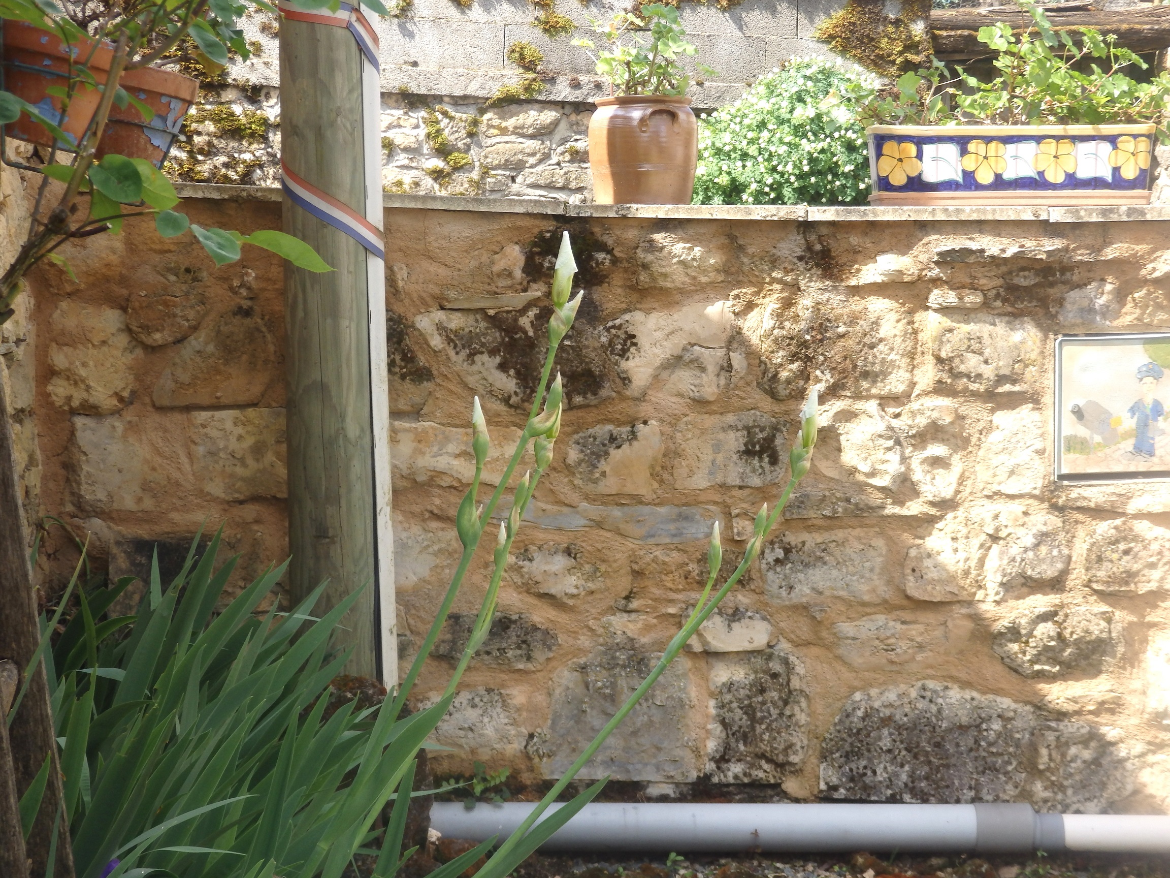 tige et fleur d'irs en direction de la lumiere