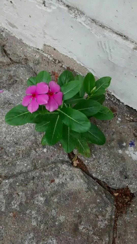Une plante à fleur dans un environment étrange
