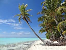 Cocotier en bord de lagon