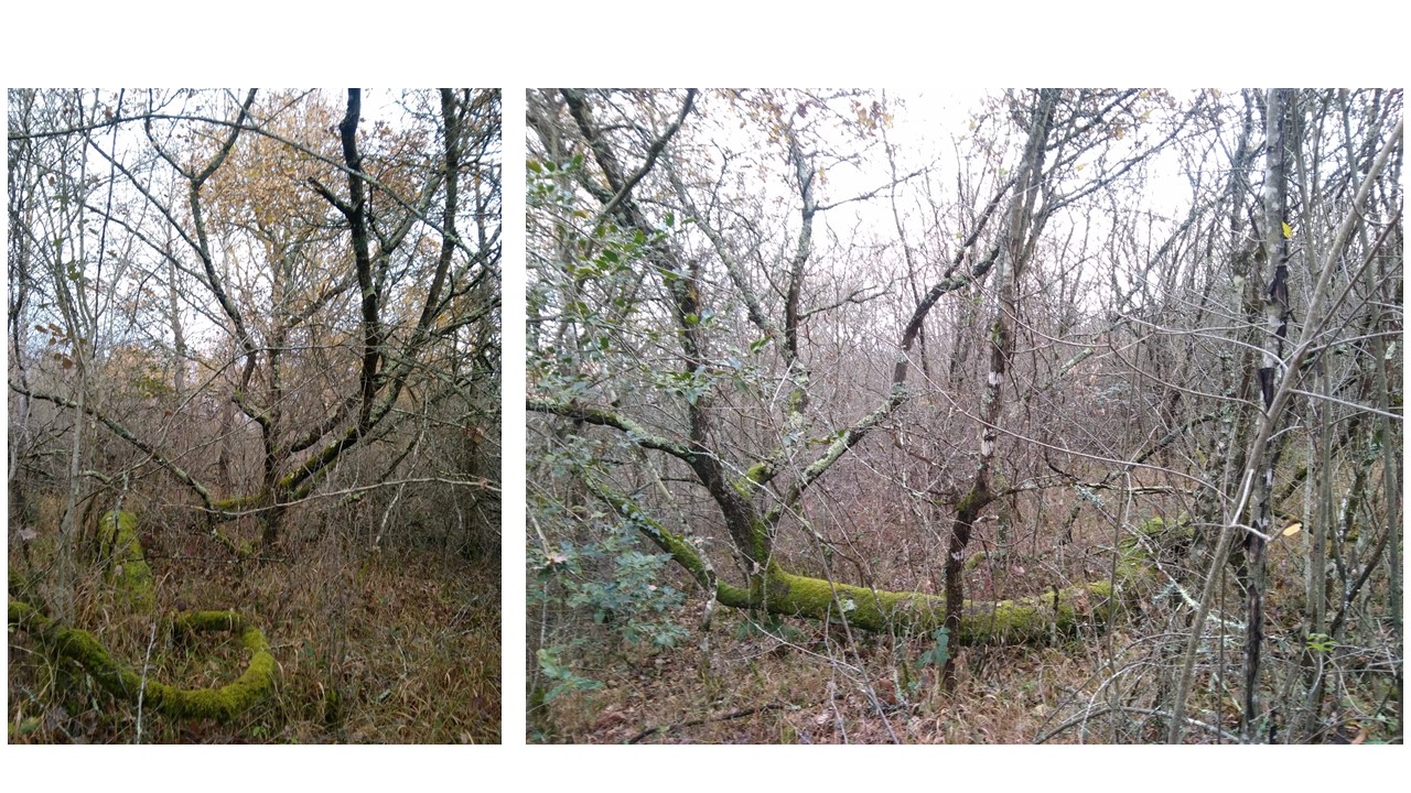 un chene atypique qui a rampé sur le sol avant de trouver un endroit ou il a pu  partir à la verticale