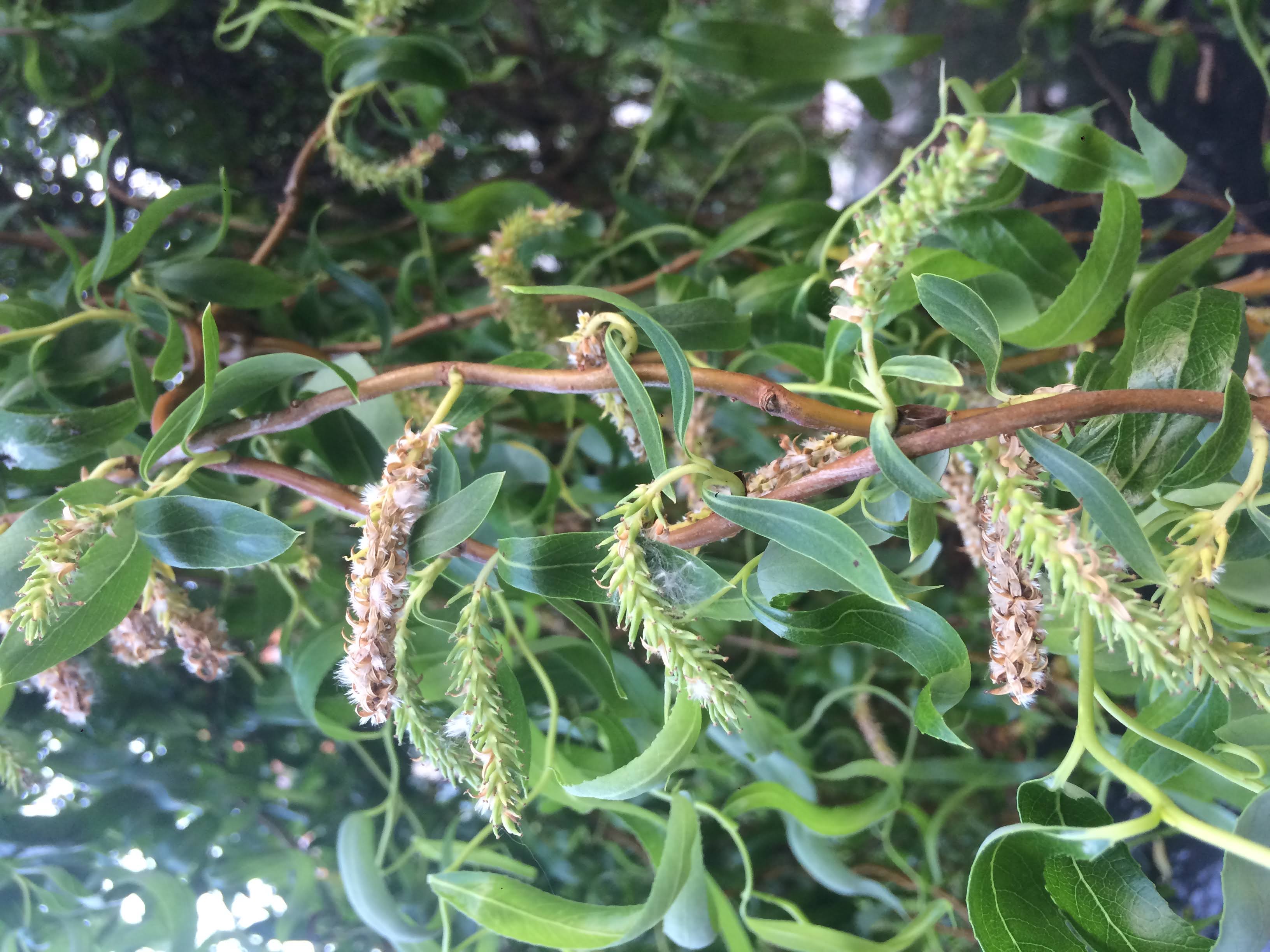 feuilles et chatons du saule tortueux