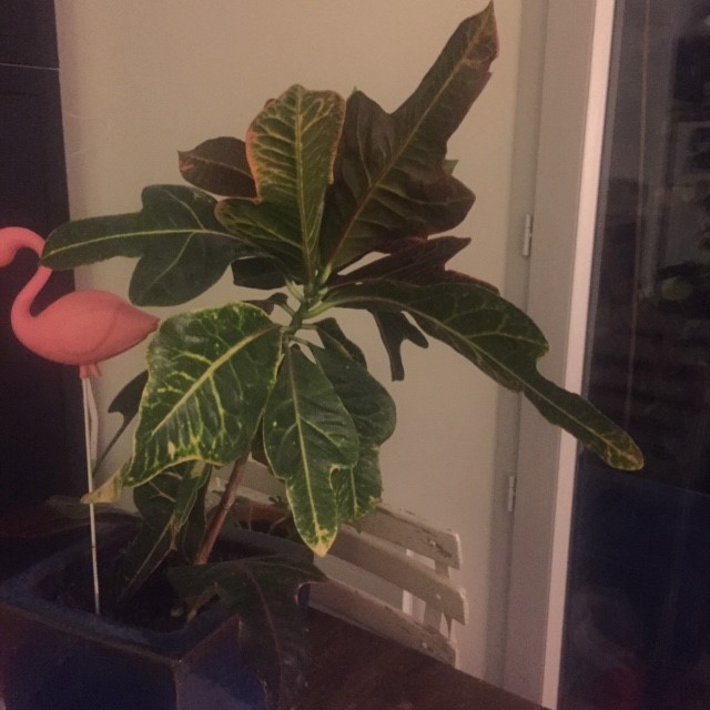 Croton qui prend de l'angle