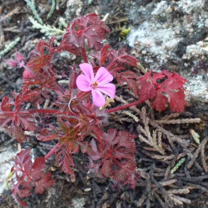 Geranium herbe à robert avec des feuilles rouges