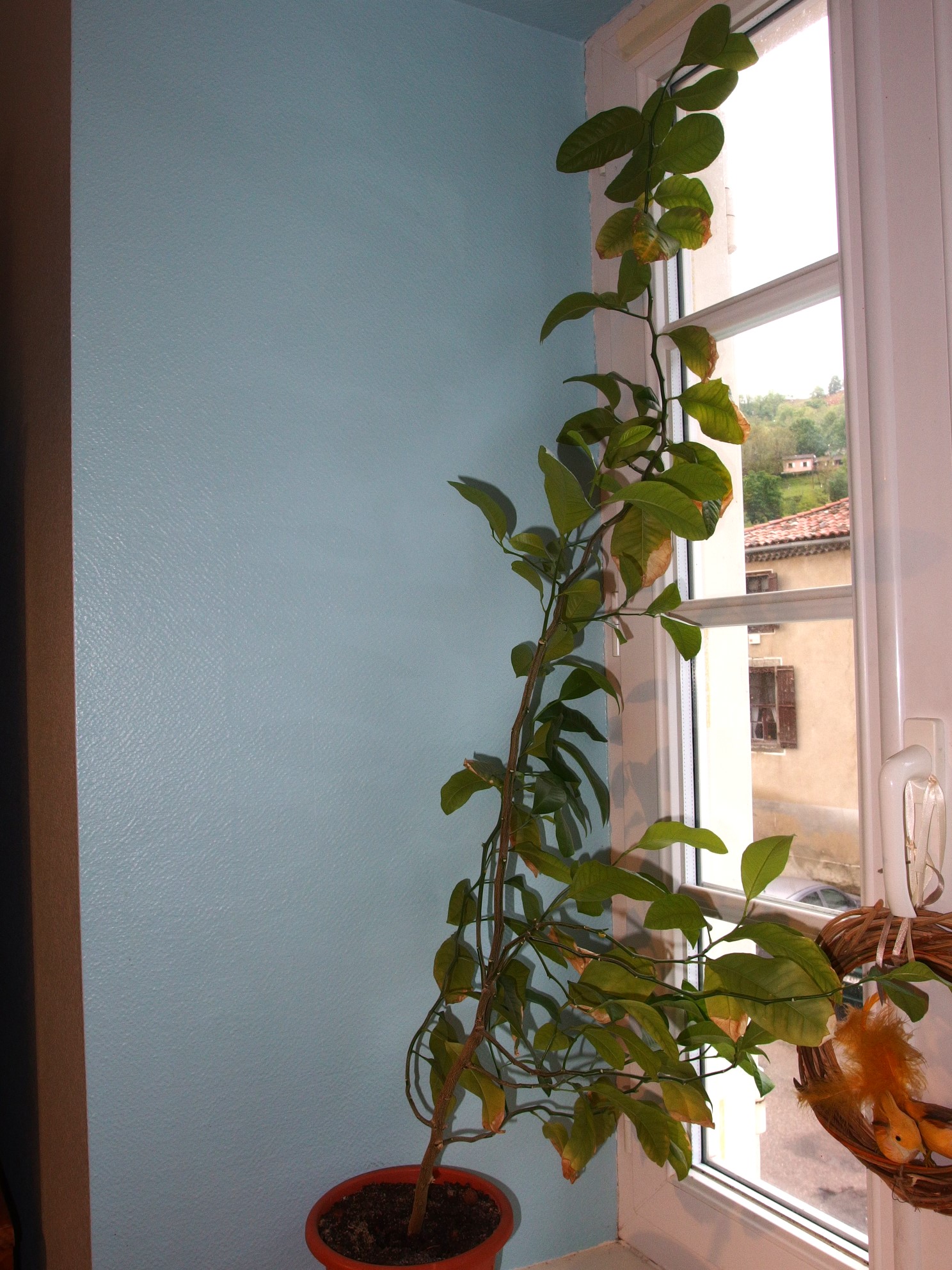 citronnier en recherche de lumière 2