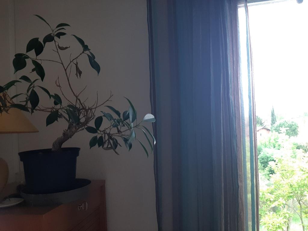 Ficus cherchant la lumière du jour