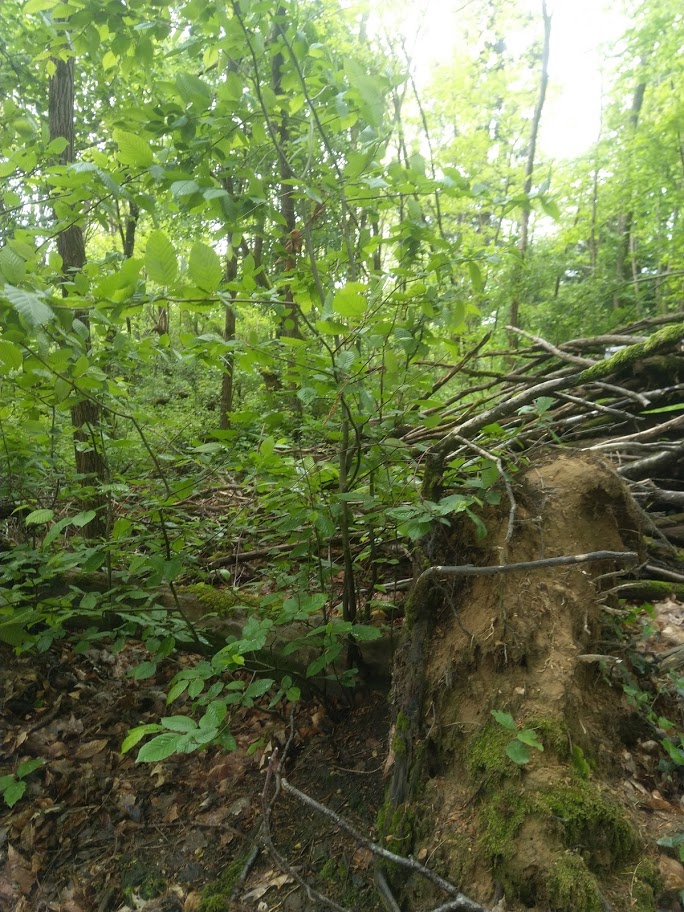 charme résilient sur racine déterrée