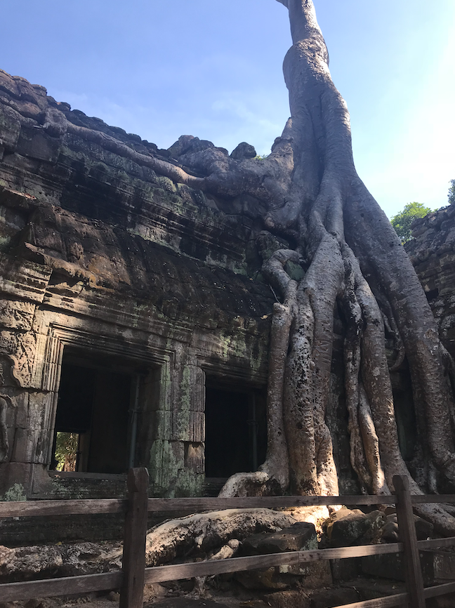 tetrameles nudiflora