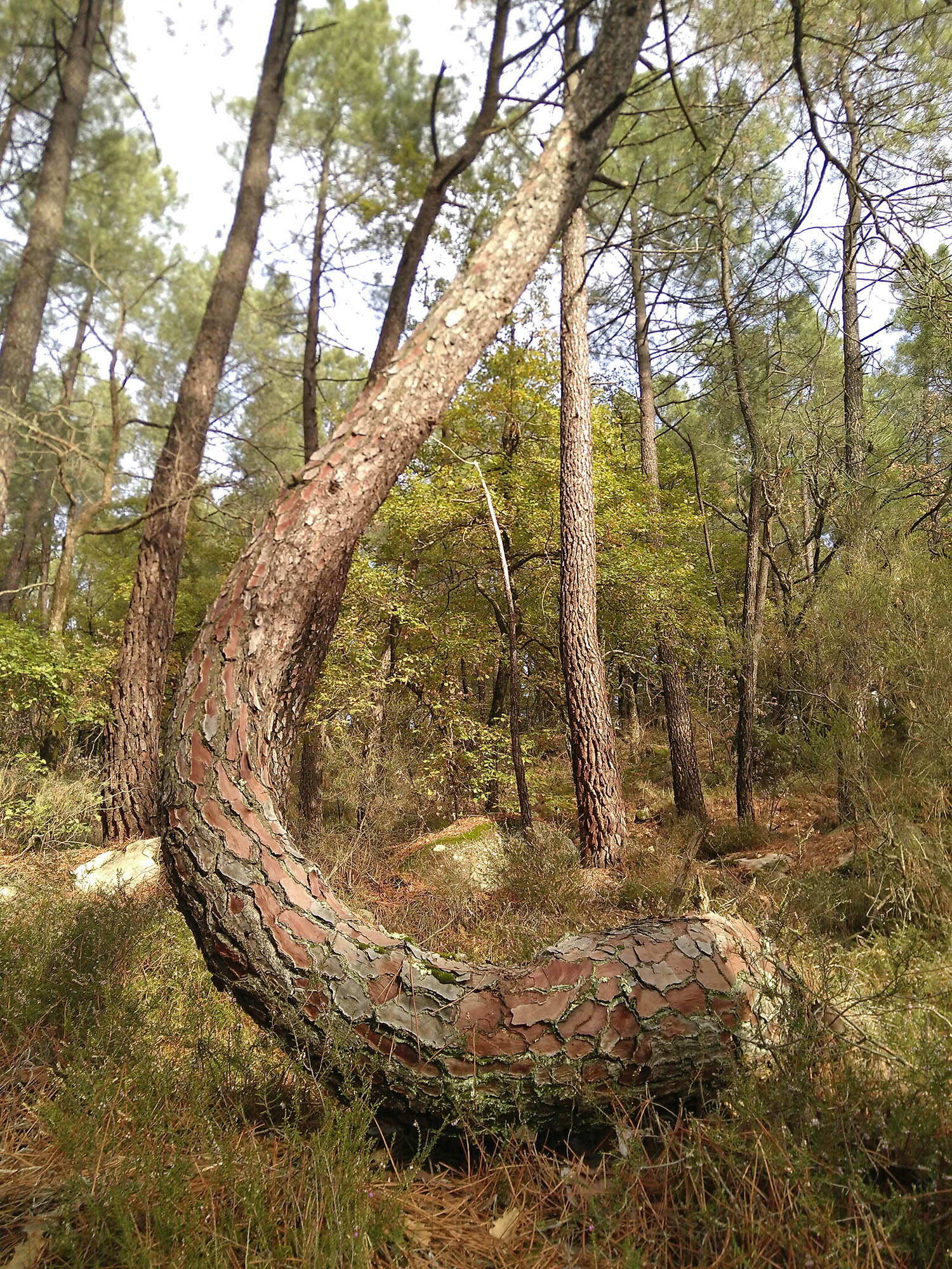 Pin des landes tortueux