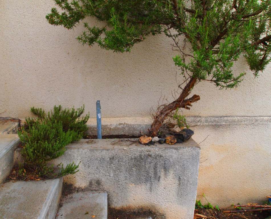 thym qui se développe vers la lumière